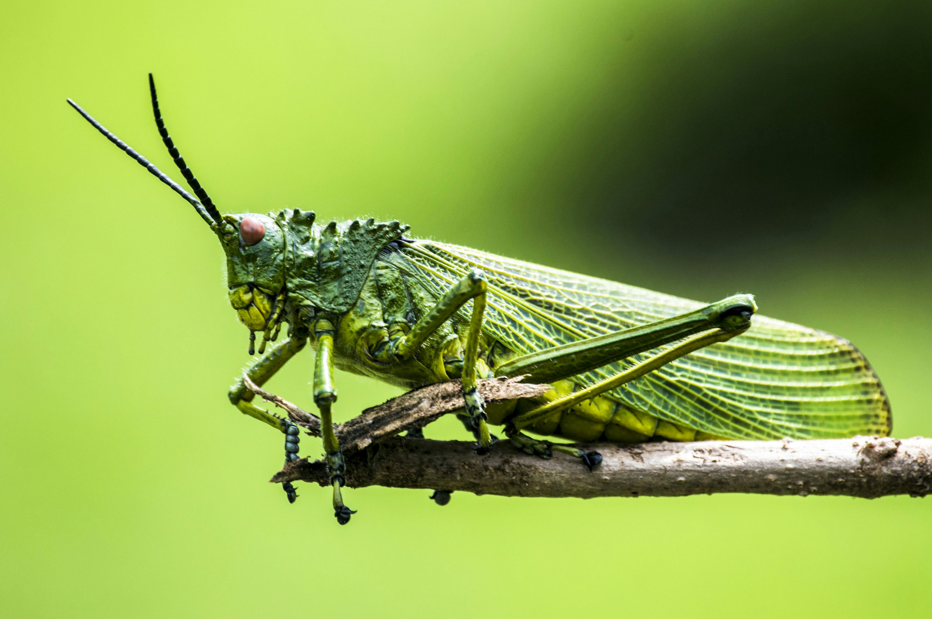 Insect Control