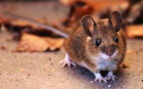 Rodent Control
